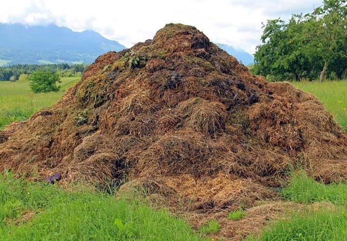 Carbón mineral Turba